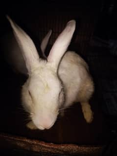 rabbit White