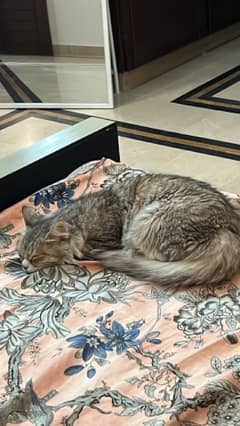 1.5 years female double coated Persian cat