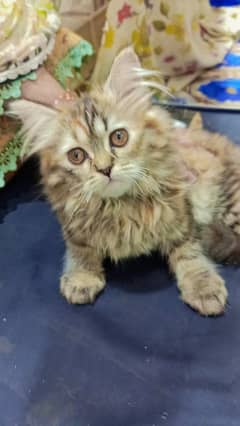 3 Months Old Pure Farshi Kittens – Home Raised & Healthy – Reasonable