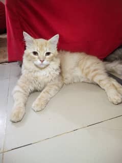 selling cat