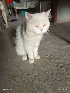 male