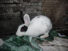 female rabit