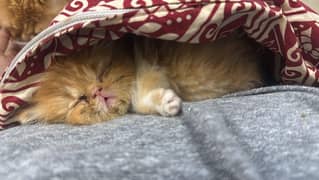 piki parents kittens