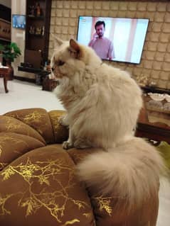 Himalayan