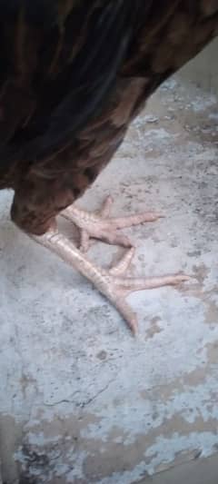 aseel hens