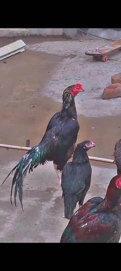 Mushka aseel murga for sale