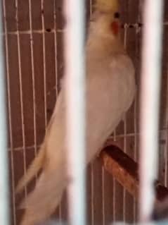 cocktail for sale