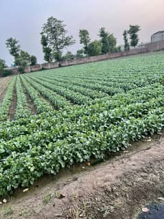 Phool Gobii piniriii Available