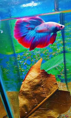 Betta fish