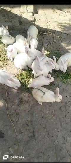 Healthy White Rabbits with red eyes for sale