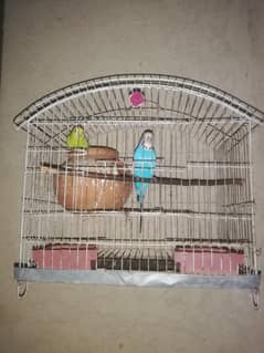 king size breeder pair for sale with cage and doli 03129196869