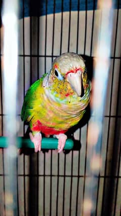 pineapple conure  Hand tame parrot
