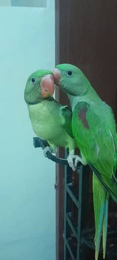 Raw Tamed pair with Cage