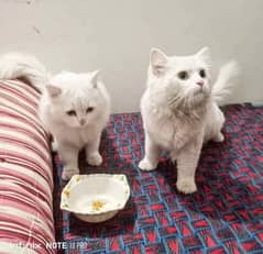 Persian cat vaccination clear for urgent sale age 90 Din 0342=7654=468