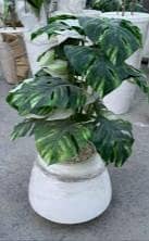 artificial plants with great quality guaranteed.