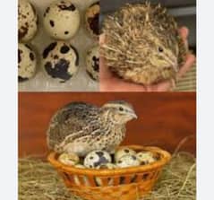Quail batir firtail eggs available for sell