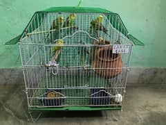 6 australia parrots (3 pais ) with cage fresh breeders large size cage