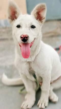 security & playfull dog