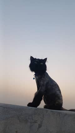 parshion black cat for sall irjent