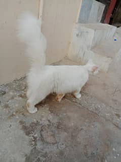adnan