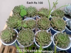 perennial plants