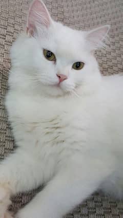 persian male cat 3 months train