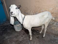 pregnant Bakri with male kid