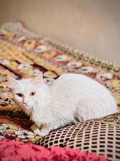 Persian