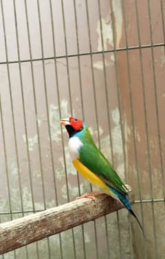 LADY GOULDIAN MALE