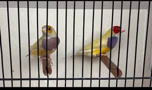 Gouldian
