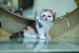 Persain kittens/ triple coated / fluffy / piki facepunch face kittens