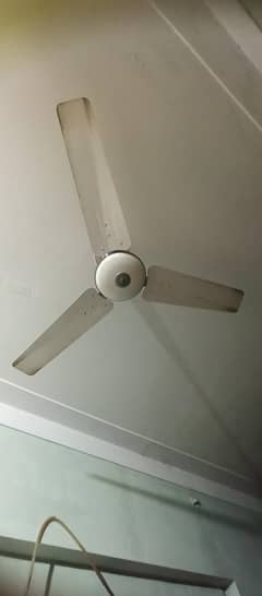 Pak Fan 56 inch(Full Size)