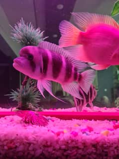 Frontosa