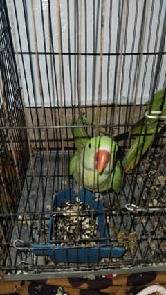 raw kashiri hand tameed parrot pair