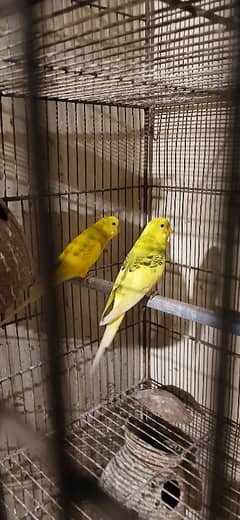 Two pair of budgie