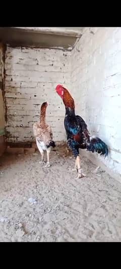 o shamo breeder pair for sale age 16 month