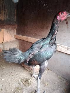 Pure Thai  Aseel female