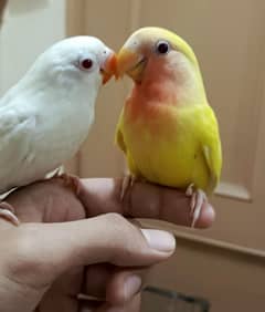 Handtamed lovebirds