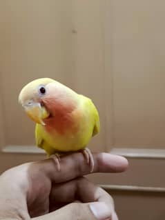 Handtamed lovebird