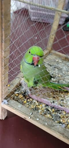 sale a parrots 
