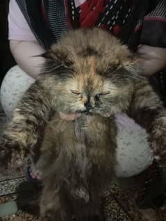 parsian cat  for urgent sale price fix nai ha age 14 months