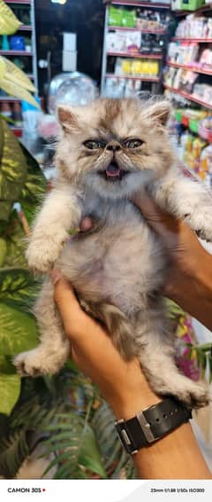 Fluffy Kittens/ Cute kittens/ triple coat/Persian kitten