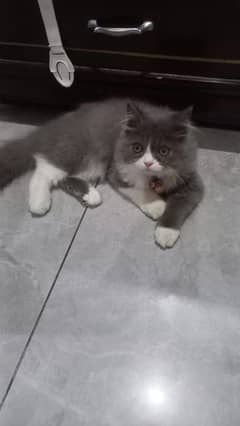 TRIPLE COATED PERSIAN KITTEN