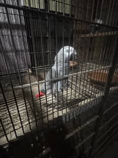 African grey parrot breeding pair