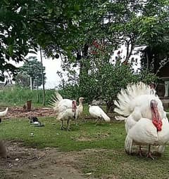 turkey chicks & pathy