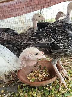 turkey