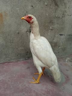 Aseel Hera for sale