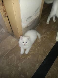 Persian