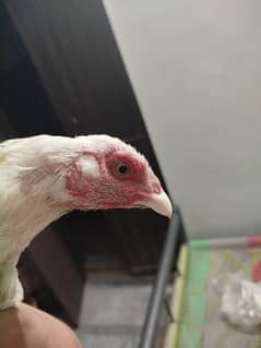 Heera aseel madi hen white nok nalli