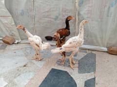 Aseel Pathay available for sale | Aseel murgha